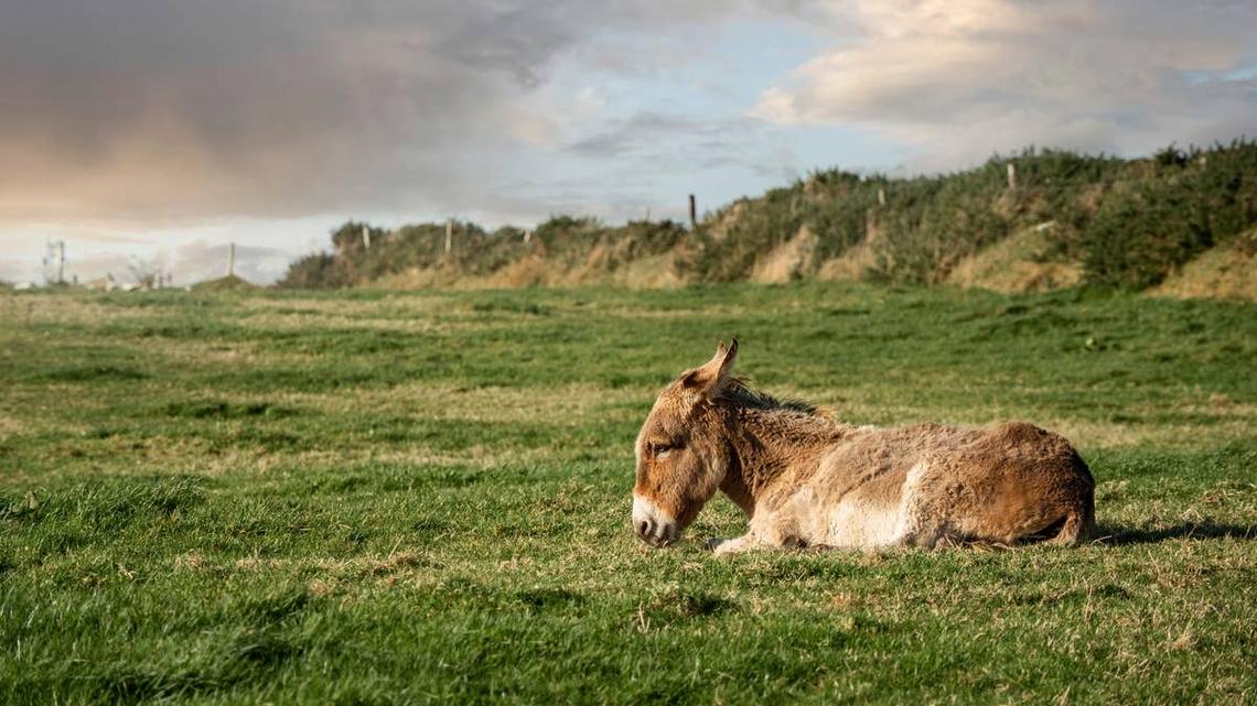A sad donkey laying in a grassy field. 