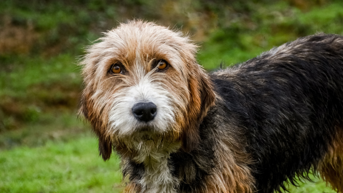 One of the World's Rarest Dog Breeds Looks Just Like a Wise Old Fisherman 