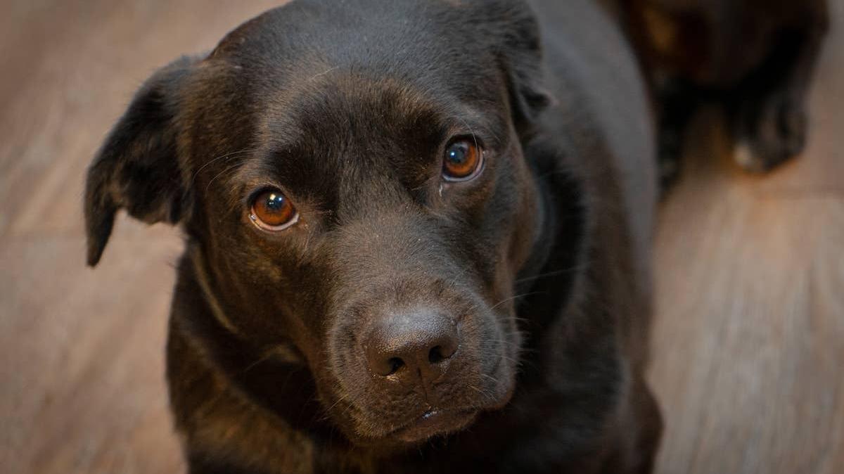 A black dog in a shelter. 