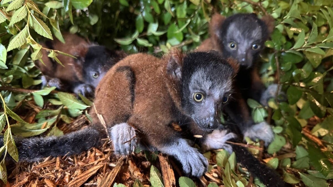 Wild Adventures' New Lemur Triplets Are Named After Taylor Swift - And They're Part of a Critically Endangered Species 