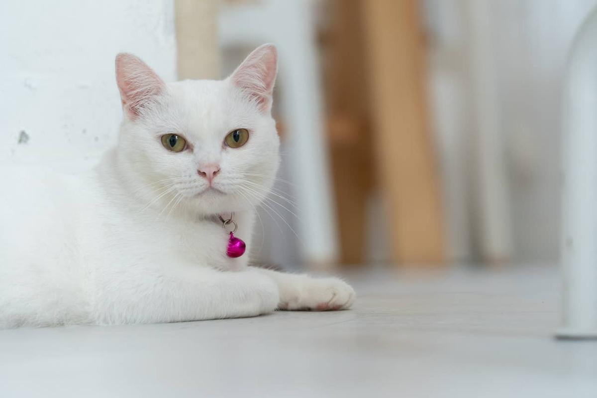  A calm white British Shorthair cat relaxing. 