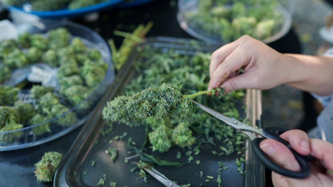 Major cannabis cultivation supply chain provider GrowGeneration closes 12 stores 