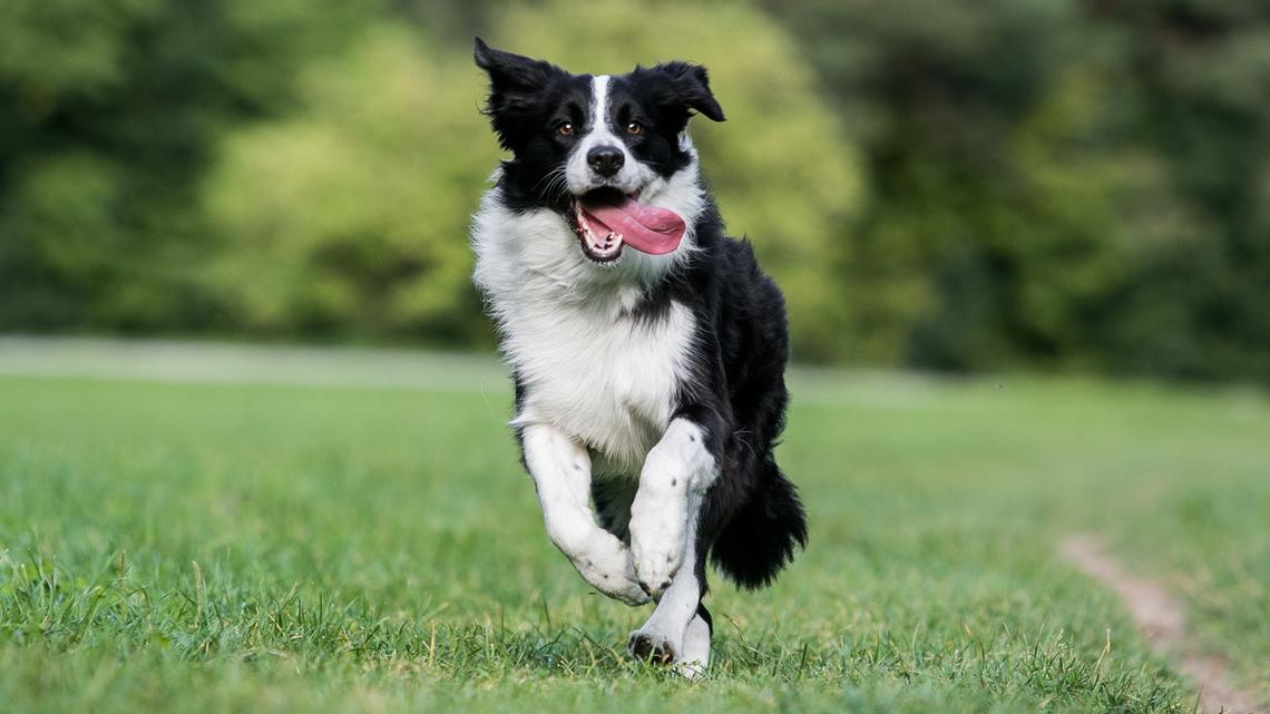 Aussie and Border Collie Meet on a Trail-What Happens Next Is Heartwarming 