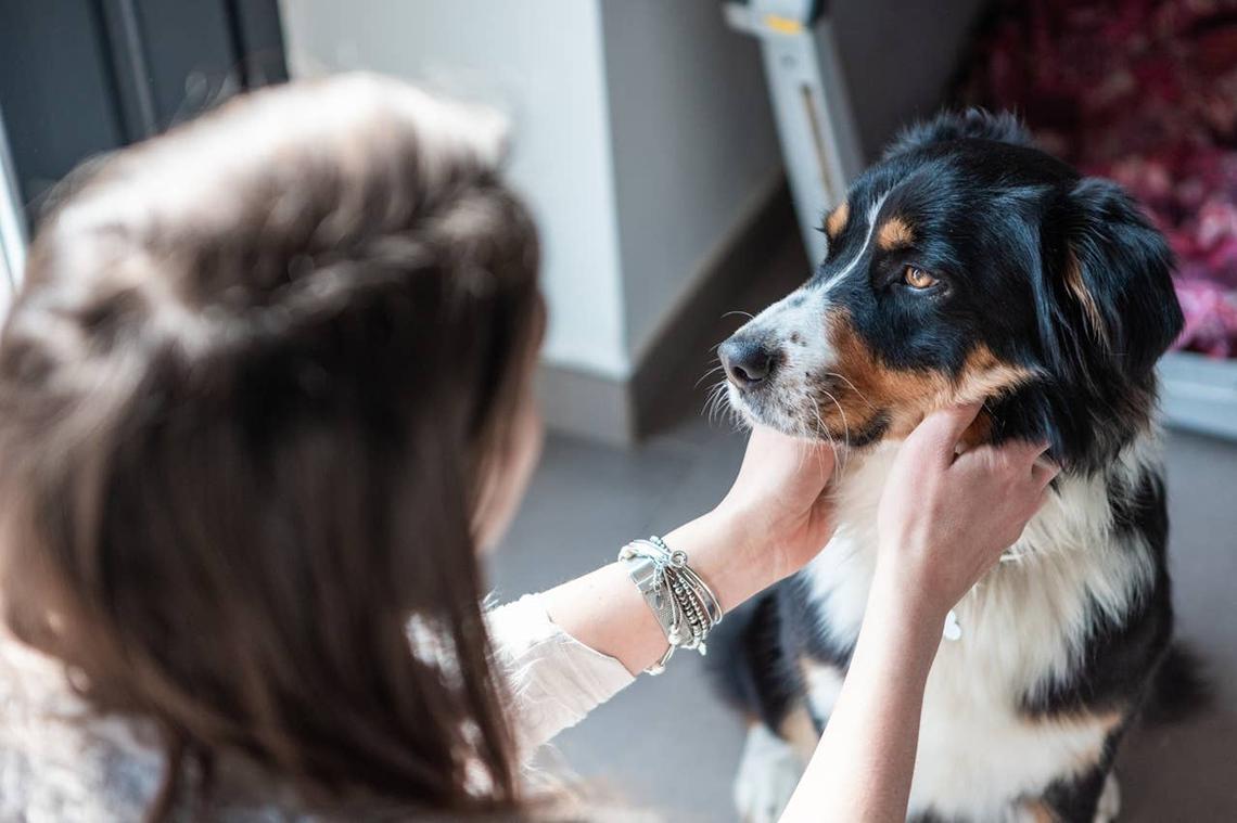  A dog feeling conflicted and puzzled by its owner. 