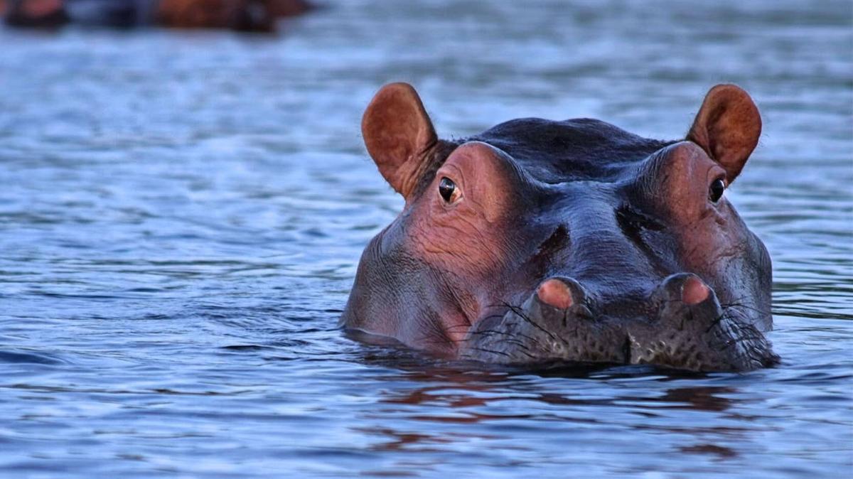 Two Hippos in the water together. 