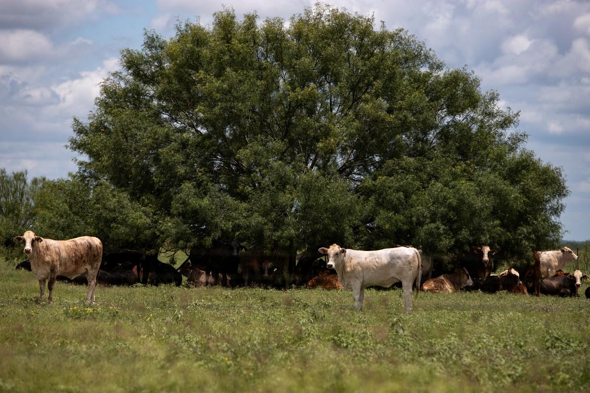 A herd of cattle find shade under a tree in a pasture, a day after the U.S. Department of Agriculture confirmed that New World screwworm was detected in a Texas calf, in La Pryor, Texas, U.S. June 4, 2026.  REUTERS/Kaylee Greenlee
