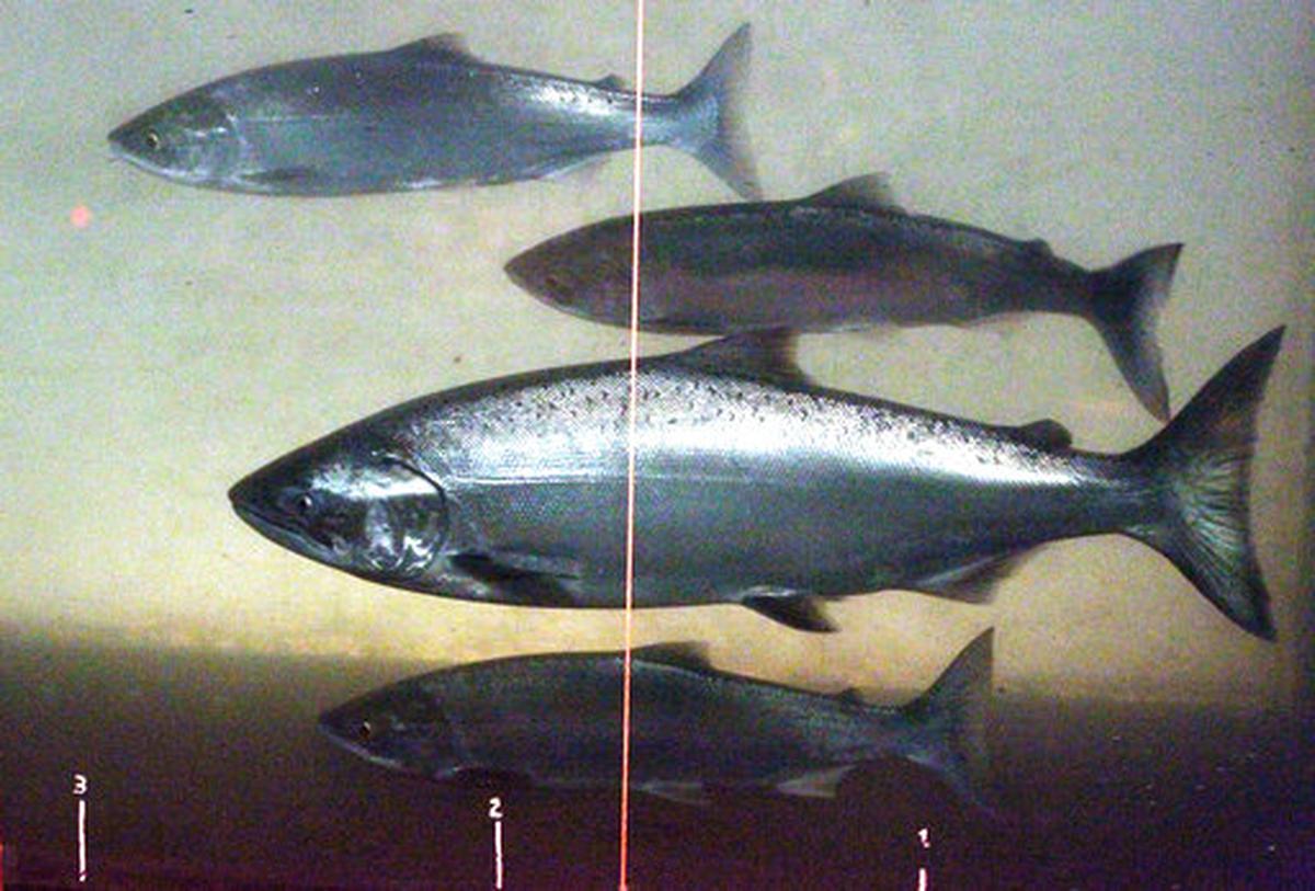 A Chinook salmon, second from the bottom, swims in the Columbia River with sockeye salmon at the Bonneville Dam fish-counting window near North Bonneville, Wash.