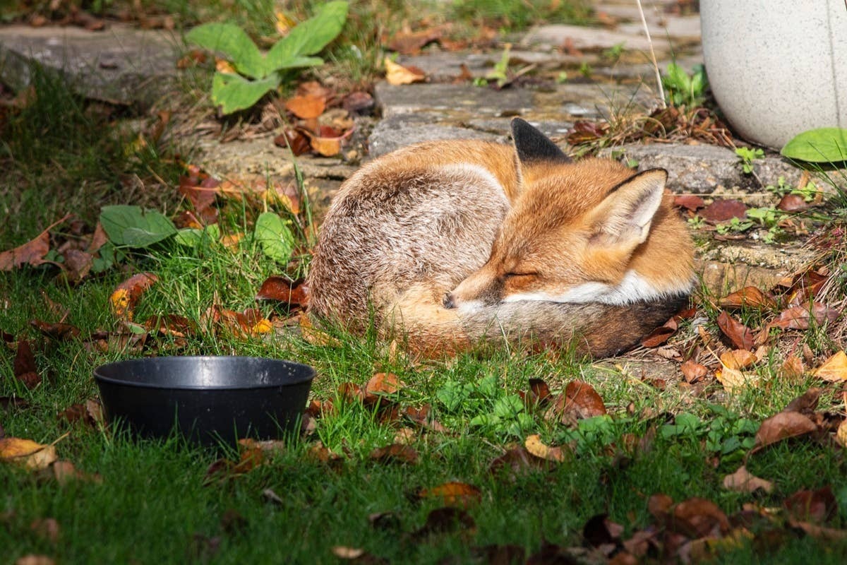  A red fox sleeping curled up in a garden.