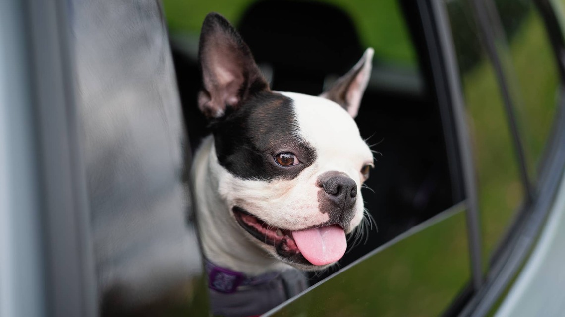 Boston Terrier Sneaks Onto Delivery Driver's Truck and Ends up Needing a Ride Home 