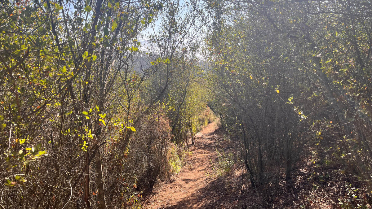 Suncrest Ecological Reserve offers several different trails, including one that leads to views of San Diego County. (Maura Fox/The San Diego Union-Tribune/TNS)