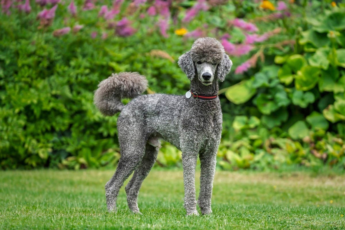  A devoted dog offering comfort, loyalty, and protection at home.