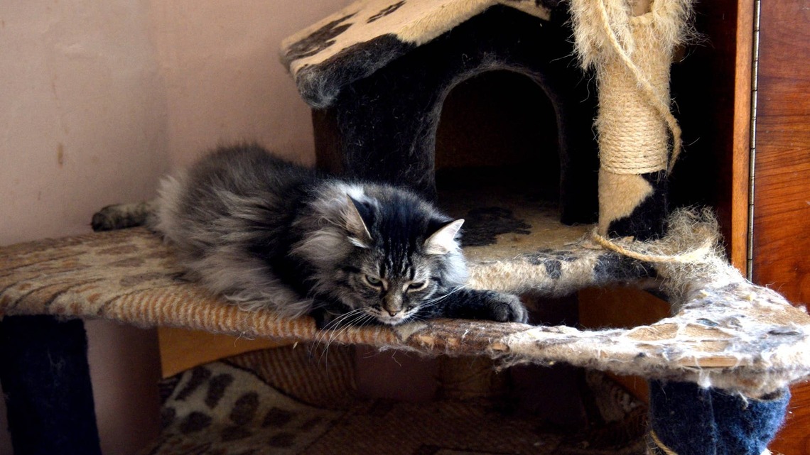 Cats Who Have Their Own Tiny NYC Apartment Clearly 'Need a Sex and the City Spinoff' 