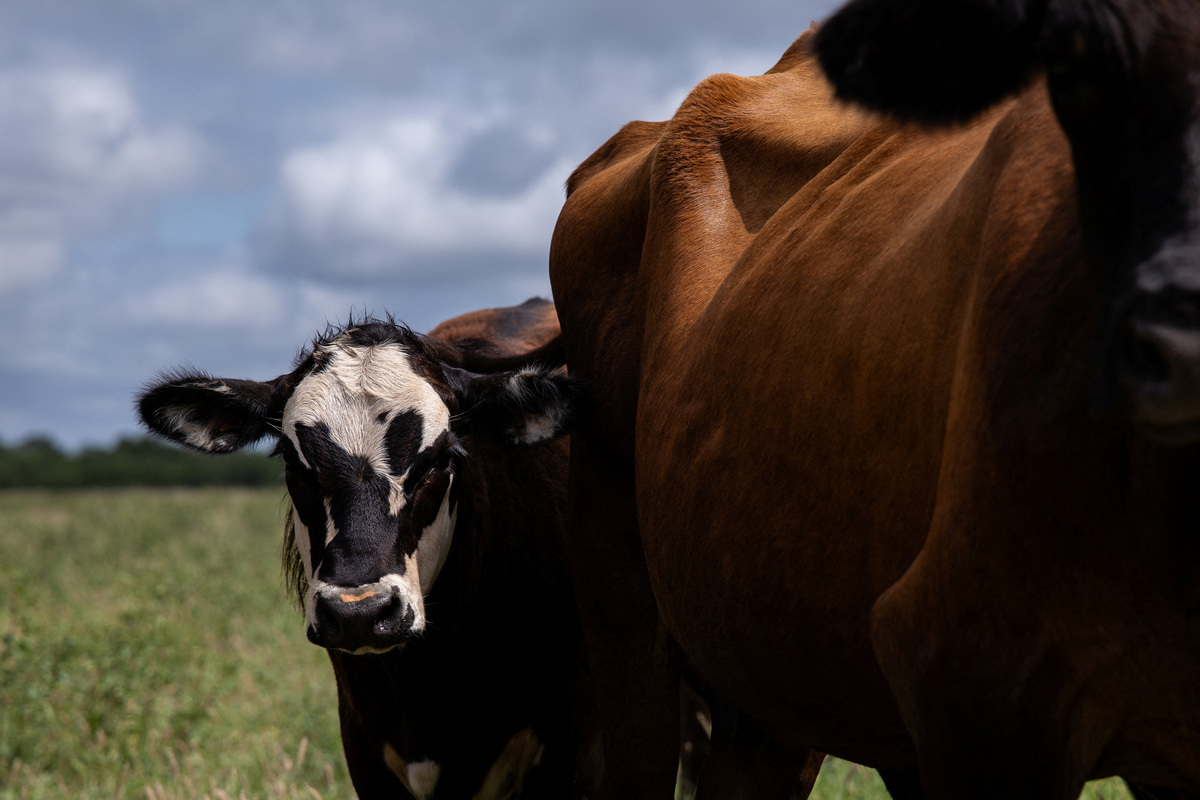 A group of cattle graze a pasture, three days after the U.S. Department of Agriculture confirmed that New World screwworm was detected in a Texas calf in Zavala County, near La Pryor, Texas, U.S. June 6, 2026.  REUTERS/Kaylee Greenlee