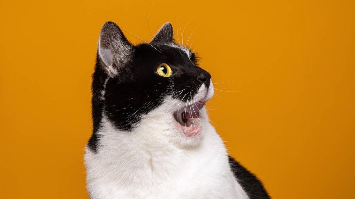 6 Everyday Scents That Are Secretly Causing Stress for Your Cat 