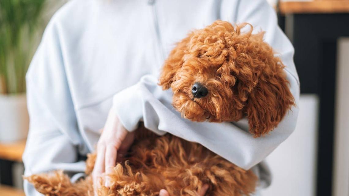 Are You Losing Your Bond with Your Dog? Signs and Fixes from Trainers 