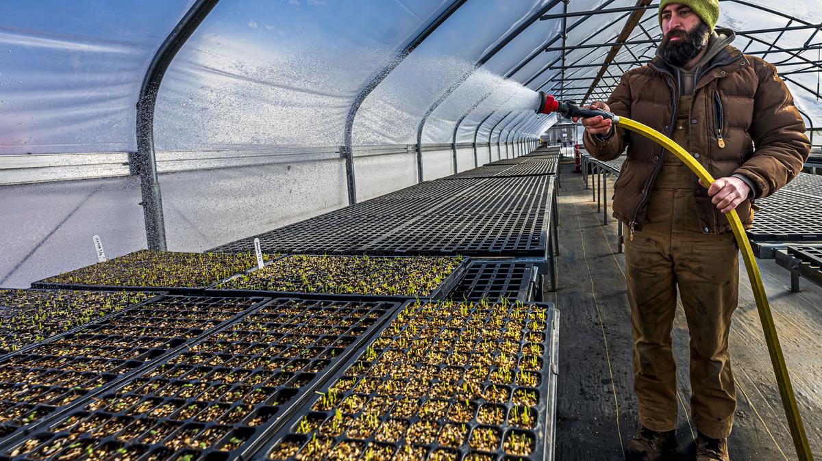 Farm manager David Sell waters flats of starter seedlings Friday, Feb. 21, 2025, at The Seed Farm in Emmaus. The farm, which helps train new farmers, has been awarded $14,000 through Pennsylvania’s Agricultural Innovation Grant Program.
(April Gamiz/The Morning Call)