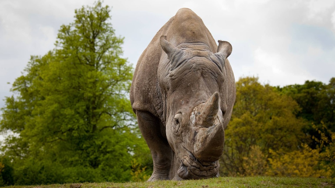Southern White Rhino Knows Exactly How To Celebrate the First Day of Fall 