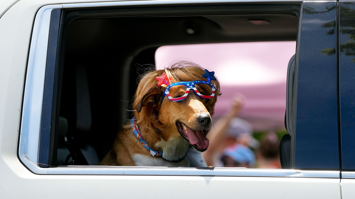 A dog looks out the window during a parade in Columbus, Ohio on July 4, 2026.