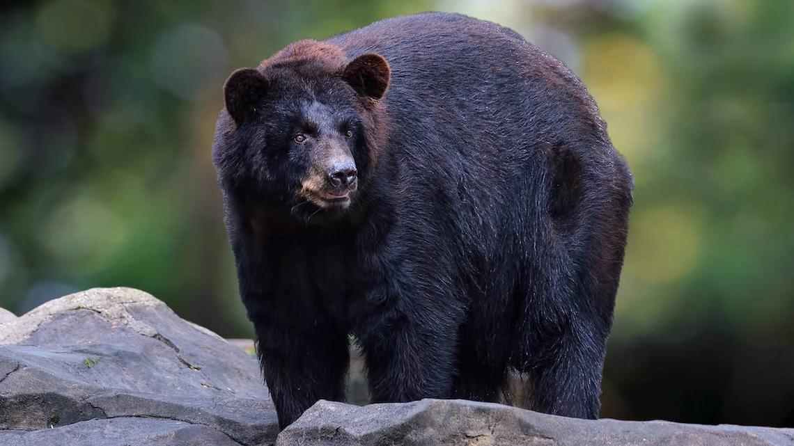 Black bear walking on rocks.
