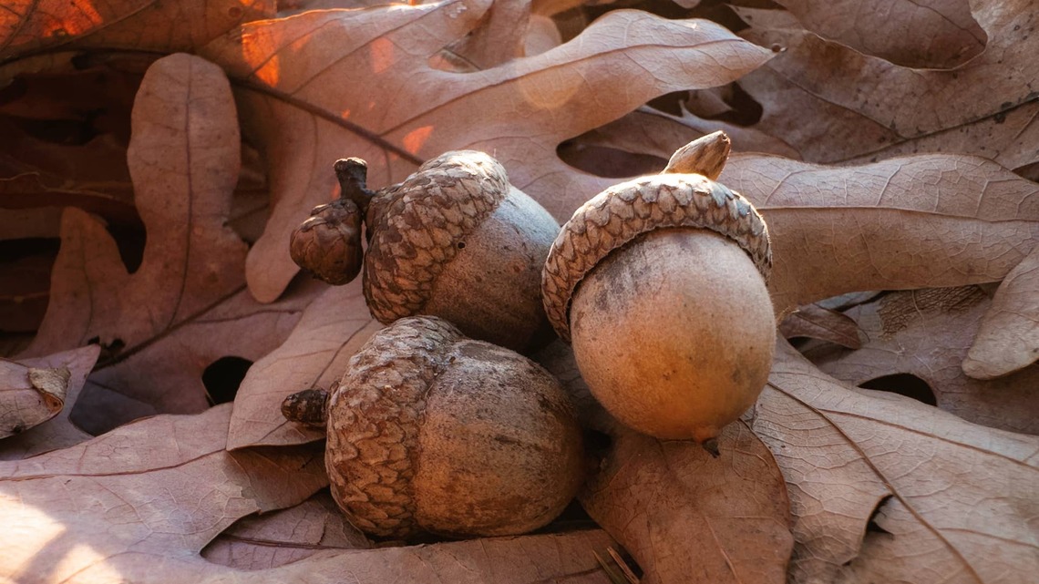 Turn Acorns Into the Prettiest Suncatchers With This Charming DIY 