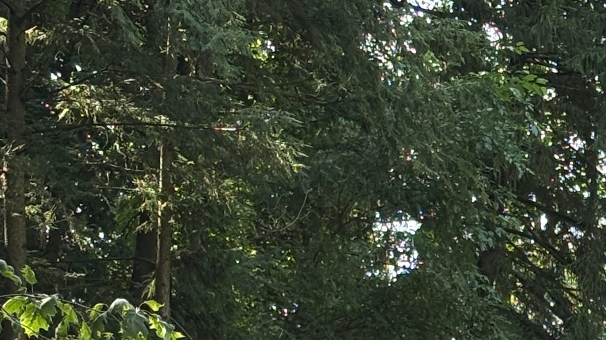 Blessing of the Pets slated for Spiegel Grove on Oct. 4
