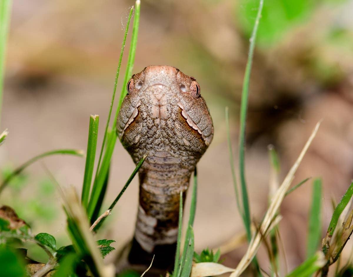  Copperheads love to hangout in the forests of Mississippi.