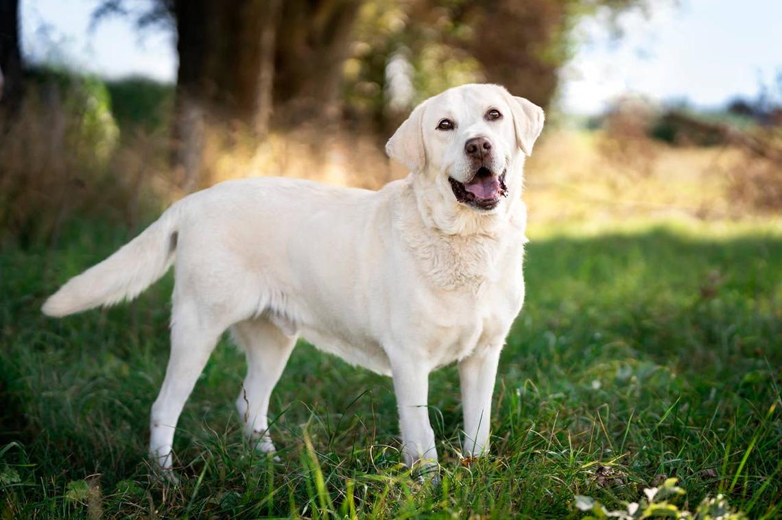  A pretty Labrador Retriever with short fur smiling outside. 