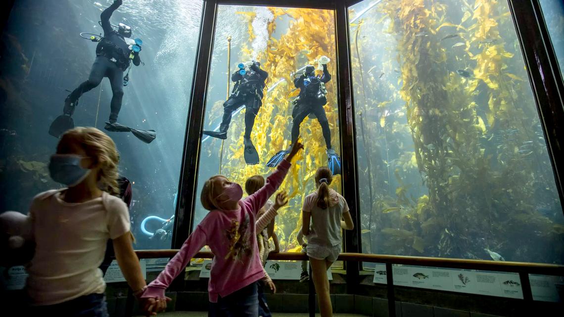 Commentary: The planet's other forest crisis 