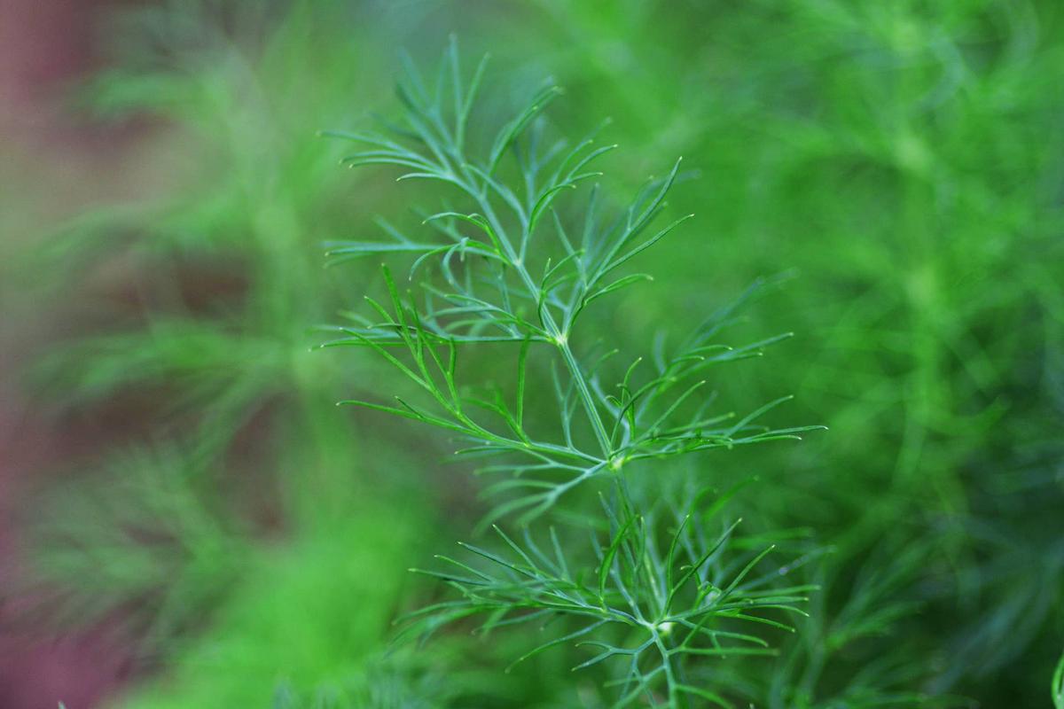  Close-up of dill herb (Anethum graveolens) with thin aromatic green leaves, culinary spice and medicinal plant symbolizing fresh flavor, healthy cooking and herbal gardening.