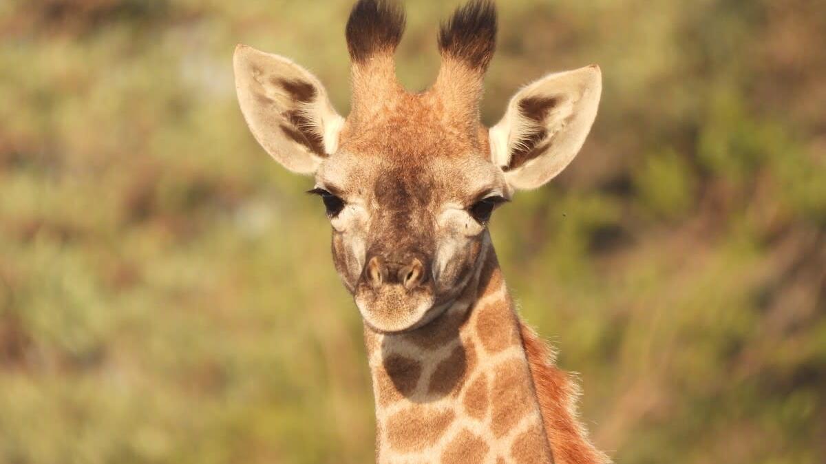 A close-up of a cute baby giraffe.