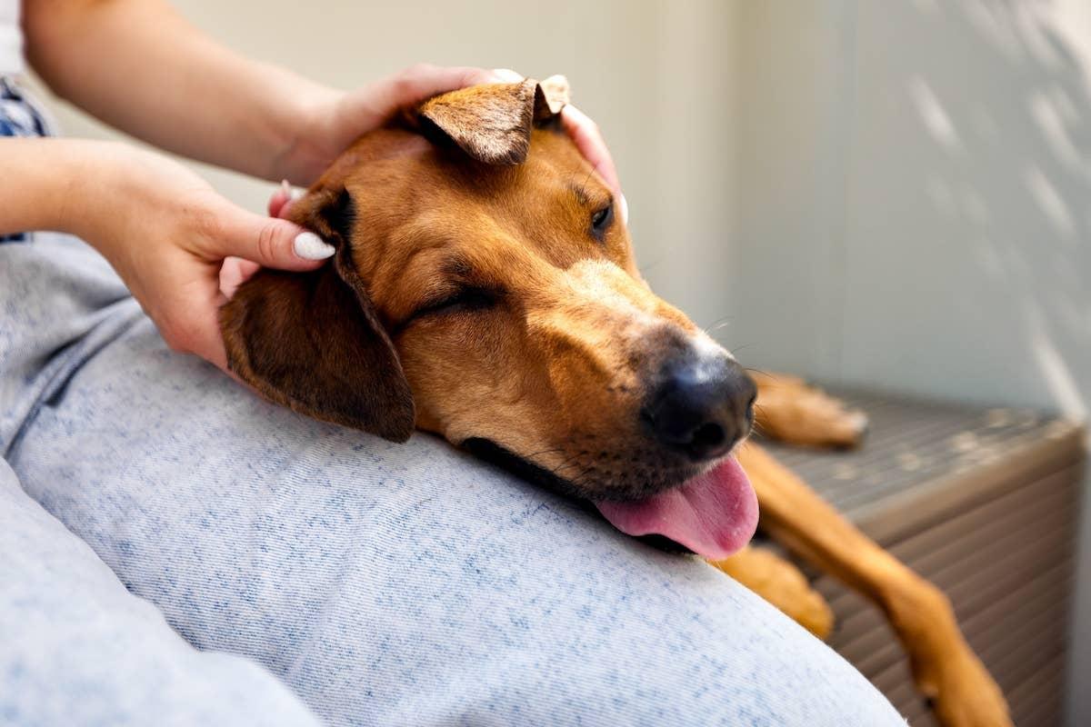  Brown dog resting head in person's lap.