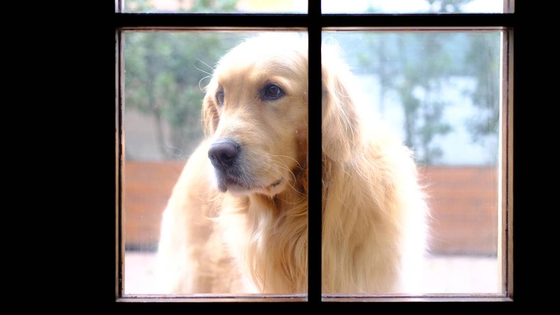 Golden Retriever Forced To Say Goodbye to Her Best Friend and She's Not Taking It Well 