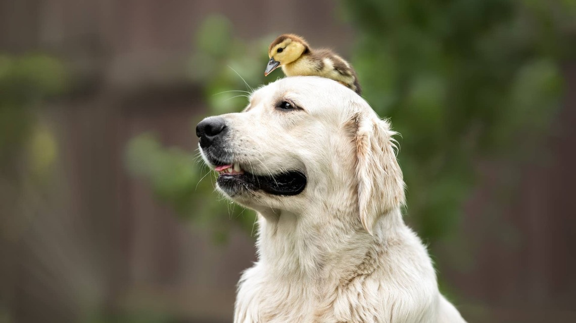 Golden Retriever Babysits Ducklings in Ducky Pajamas, and We Cannot Handle This Much Precious 