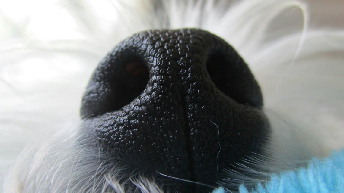 Close-up of Bichon Frise Image via Unsplash/Benoît Deschasaux. 