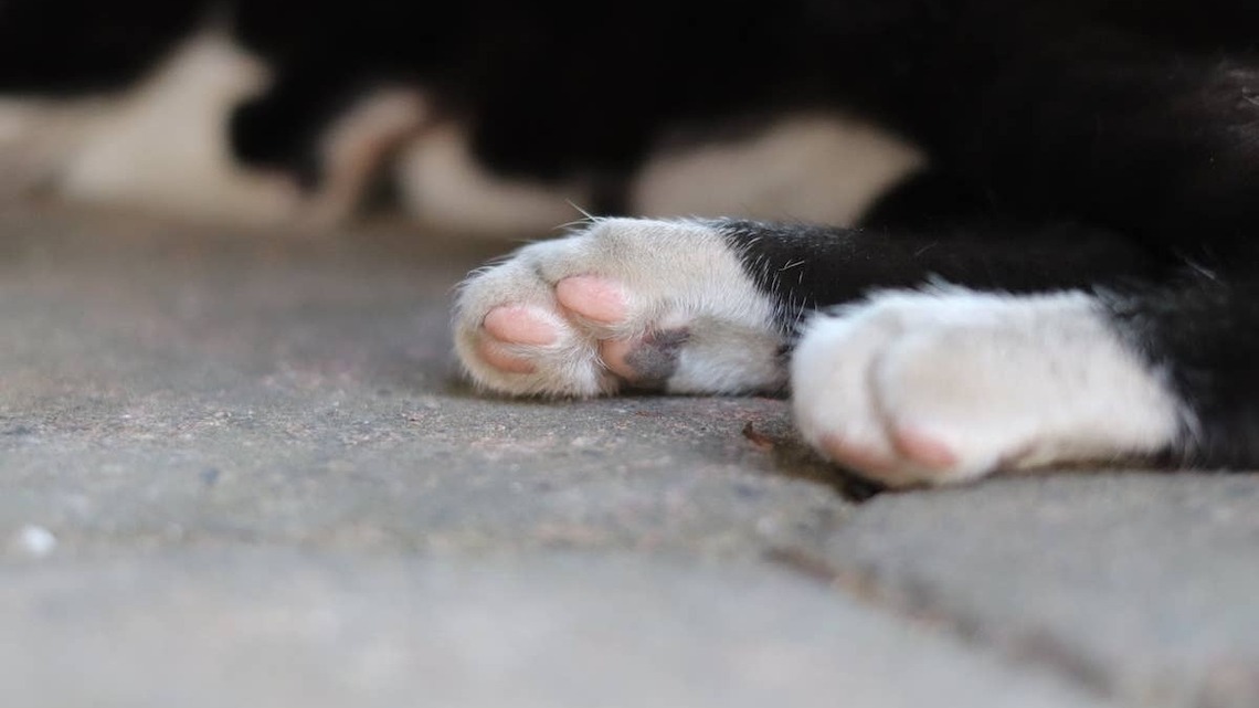 This Tuxedo Cat Looks Like a Red Panda and Runs Like His Entire Soul Just Left His Body 