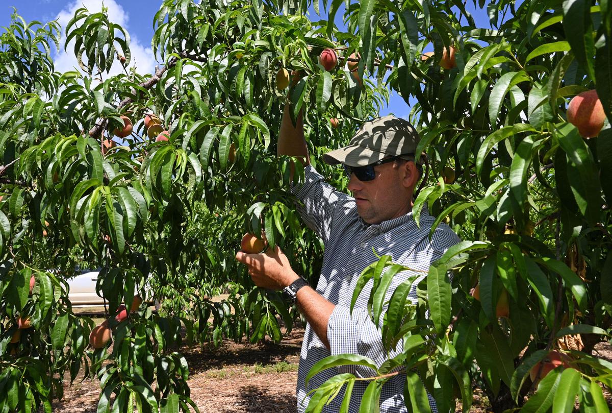 The Peach State has many top spots to visit, but here are three you might not know about. (Hyosub Shin/The Atlanta Journal-Constitution/TNS)