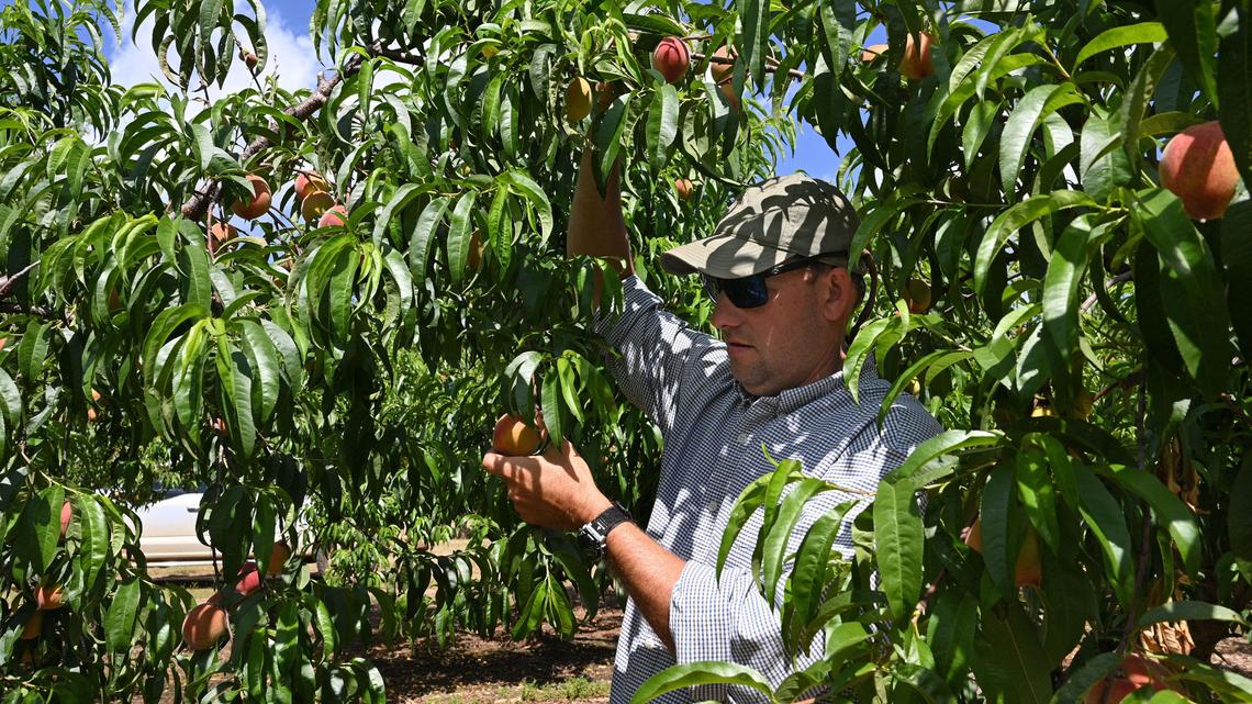 After disastrous 2023, a ‘bumper’ crop of Georgia peaches is coming thanks to cool winter
