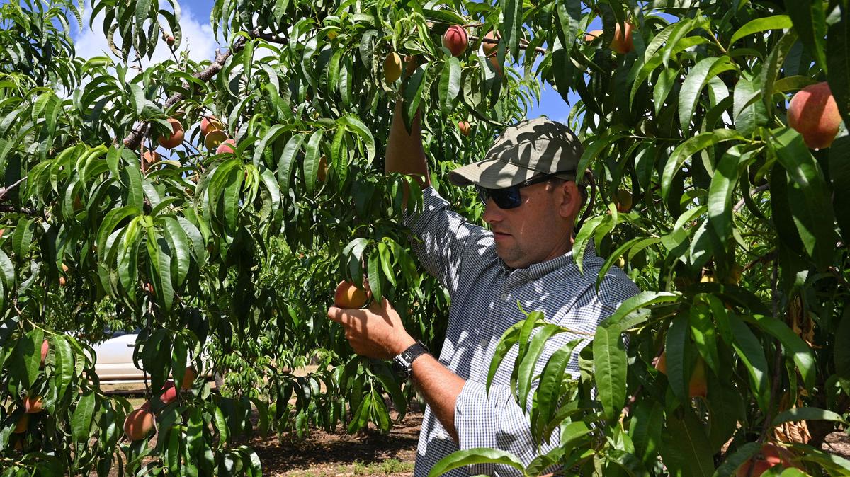 Fifth generation peach farmer Lawton Pearson checks peaches at Pearson Farm, Wednesday, May 1, 2024, in Fort Valley, Georgia. After Georgia peach growers lost nearly their entire crop in 2023, favorable winter and spring conditions have led to a full crop of Georgia’s trademark fruit. (Hyosub Shin/The Atlanta Journal-Constitution/TNS)