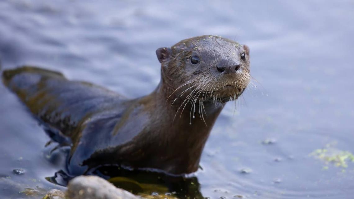 Young river otter comes out of the water.