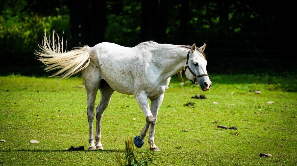 White horse in meadow. 