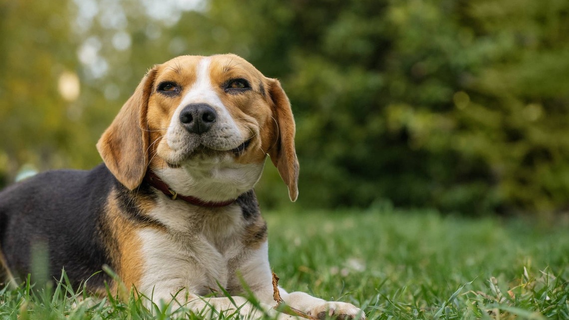 Beagle's Deep Thought Gets Derailed by a Toy Stuck on Her Head 