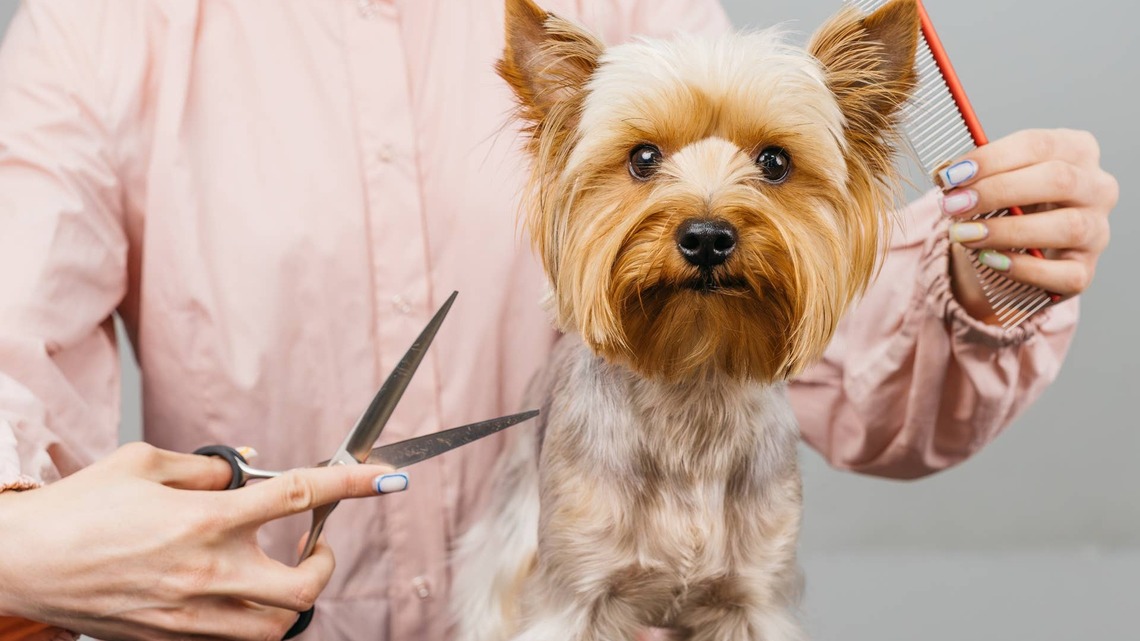 Yorkie Mom's Honest Groomer Request Has the Internet Crying Laughing 