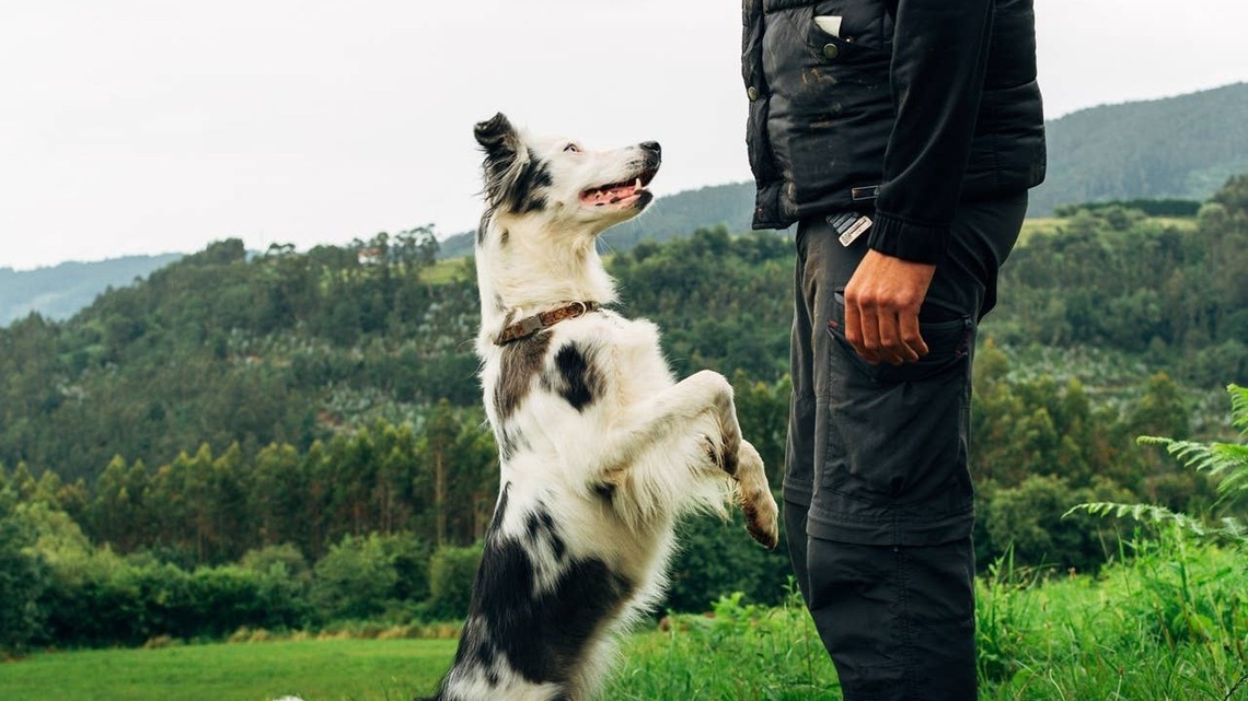 6 Sweet Signs Your Dog Trusts You Enough to Follow Your Lead, According to Experts 