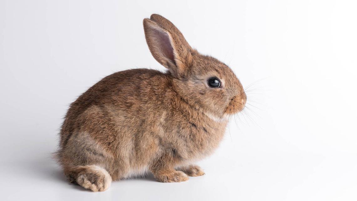 House Bunny Shows Us a Day in Their Life, and It's Adorable 