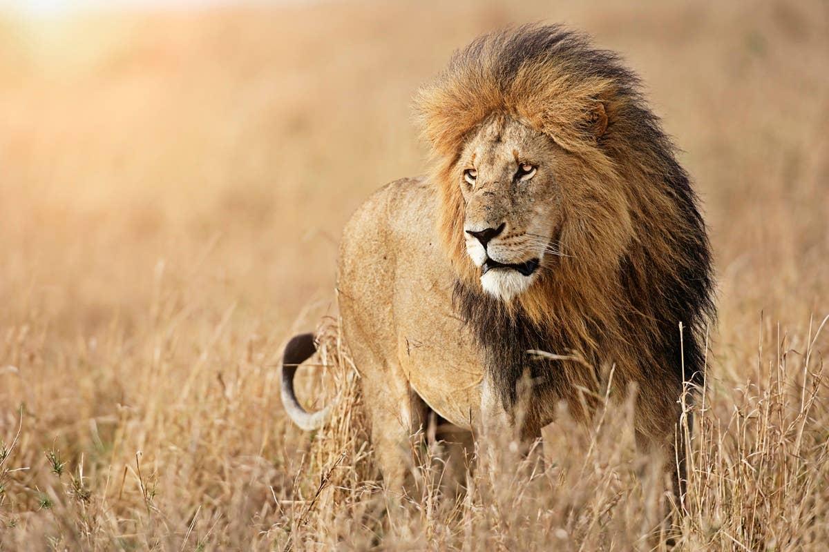  Lions are both strong and beautiful, like July's birth month.