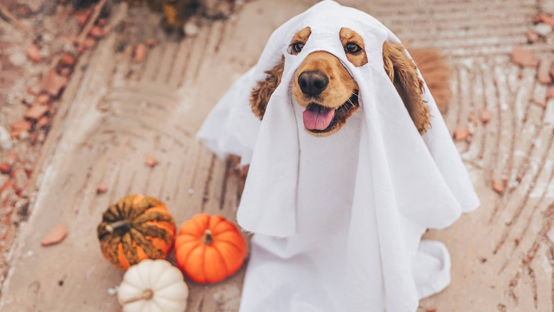 Camp Bow Wow Reveals the No. 1 Most-Searched Dog Halloween Costume in America - and It's a Classic 