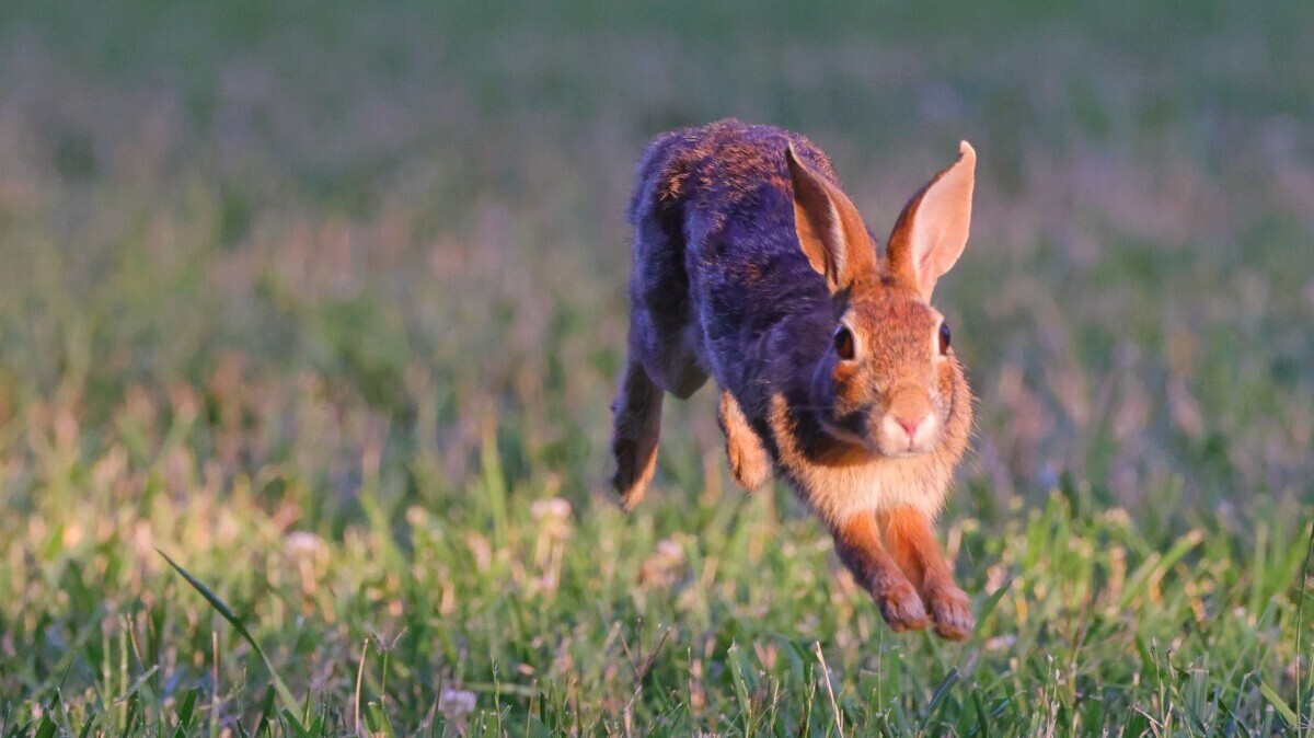 bunny hopping.