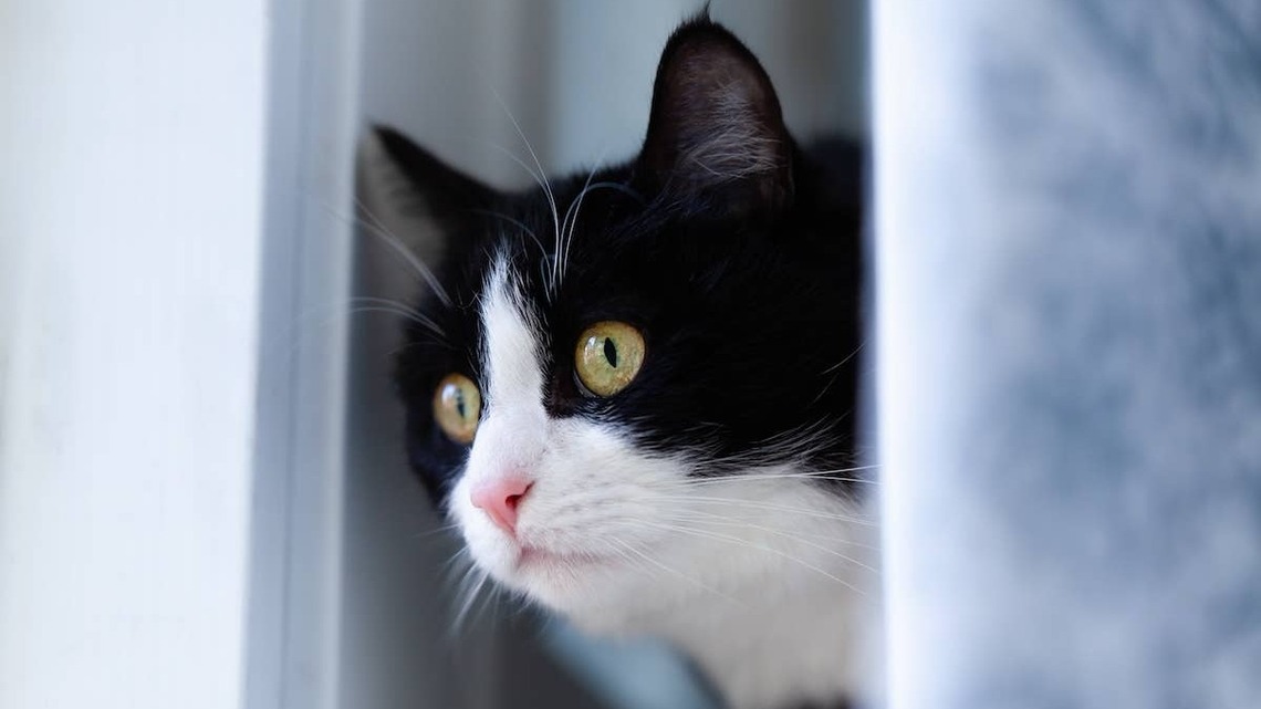 Former Feral Tuxedo Cat Figures Out He's Safe, and the Result Is Pure Sweetness 