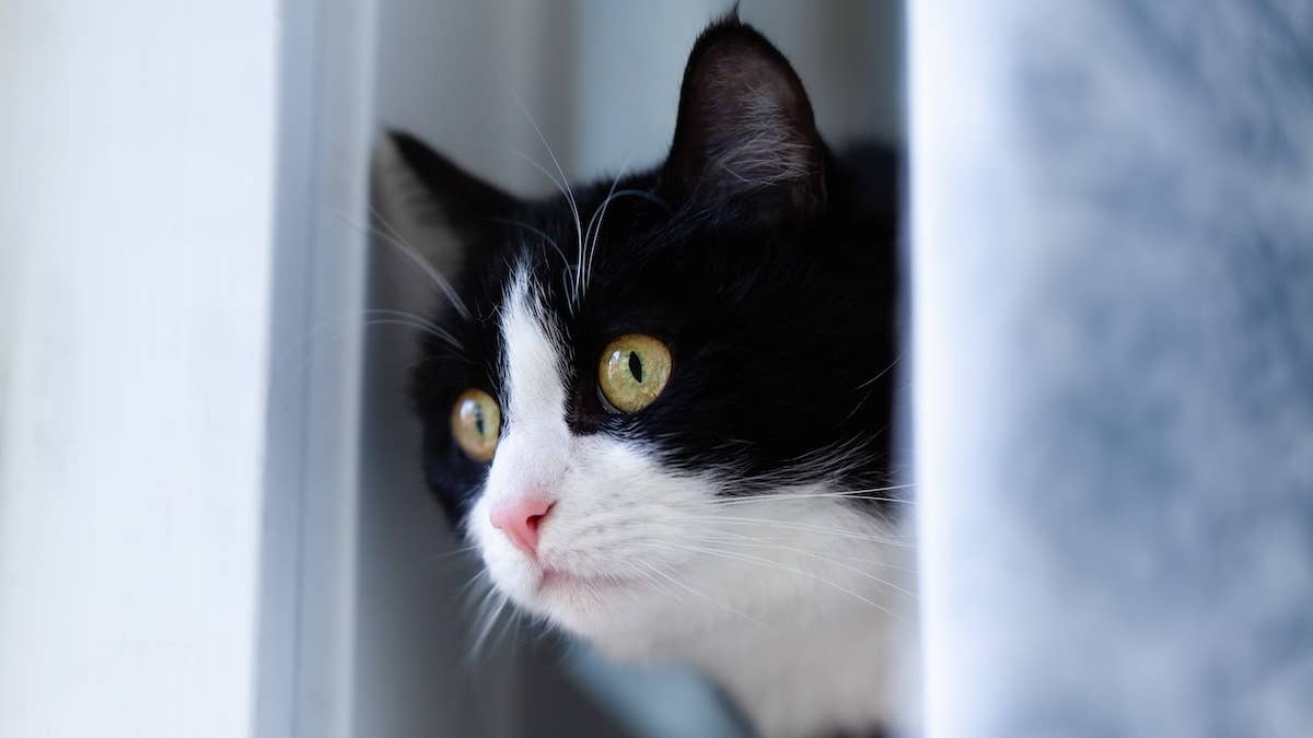 Tuxedo cat looking out the window. 