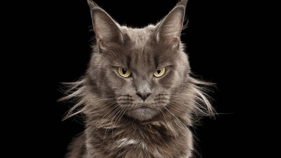 Maine Coon's Catnip Kicks in and His Last Brain Cell Clocks Out 
